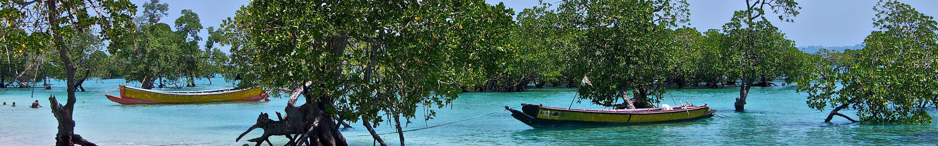 Mangrove creek, Baratang Island, Andaman
