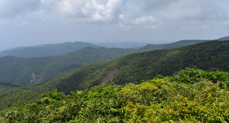 Saddle Peak National Park, North Andaman