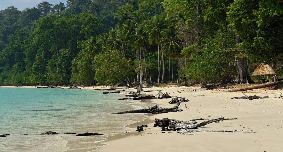 Saddle Peak rainforest trail, North Andaman