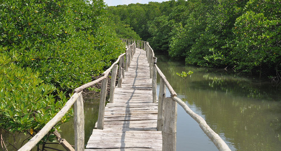 Mangrove boardwalk, Middle Andaman