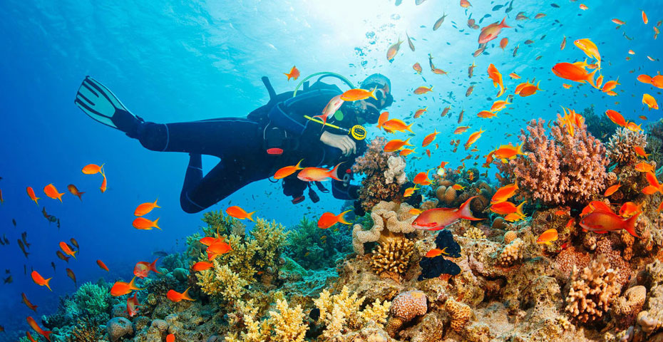 Scuba diver near a coral reef